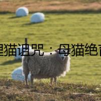 【貍貓詛咒：母貓絕育的代價】