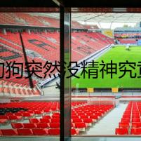 【狗狗突然沒精神究竟是為何】