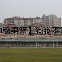 【神秘果籃】狗狗不能吃的20種水果所隱藏的秘密