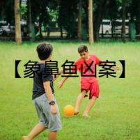 【象鼻魚兇案】