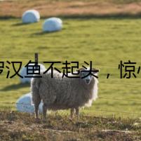 《羅漢魚(yú)不起頭，驚心謎底》