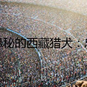 《懸秘的西藏獵犬：忠誠與危險并存》