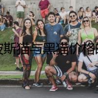 《波斯貓與黑貓價格的交易》