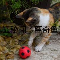 《水缸秘聞：離奇魚(yú)缸清潔事件》