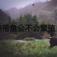熱帶魚會不會繁殖？