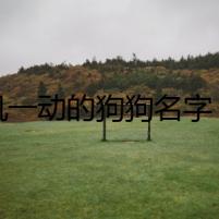 靈機(jī)一動(dòng)的狗狗名字，牽扯出驚天秘密
