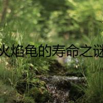 火焰龜?shù)膲勖i