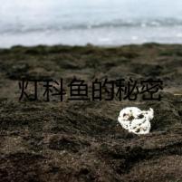 燈科魚的秘密