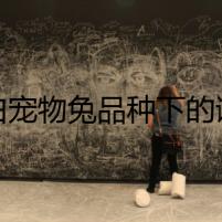 灰白寵物兔品種下的謎影