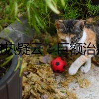 犬瘟熱疑云：巨額治療費(fèi)下的掩蓋