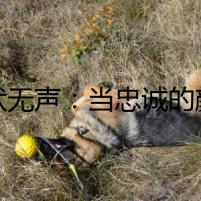 犬吠無聲：當(dāng)忠誠的顏色褪去