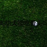 狼狗幼犬能吃骨頭嗎？