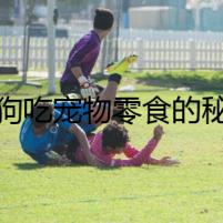 狗狗吃寵物零食的秘密