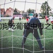 狗狗吃葡萄中毒之謎