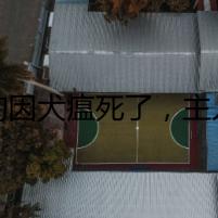 狗狗因犬瘟死了，主人發(fā)現(xiàn)背后隱藏的秘密