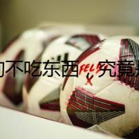 狗狗不吃東西，究竟是誰在幕后作祟？