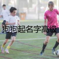 狗狗起名字高級