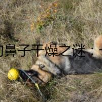 狗狗鼻子干燥之謎：一個(gè)意外掀開(kāi)的陳年往事
