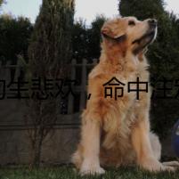 狗生悲歡，命中注定