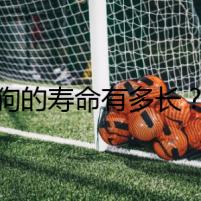 狗的壽命有多長(zhǎng)？