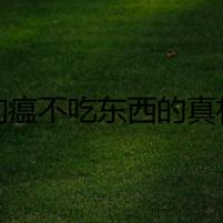 狗瘟不吃東西的真相