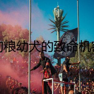 狗糧幼犬的致命機(jī)密