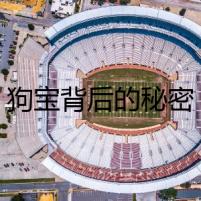 狗寶背后的秘密