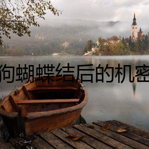 狗蝴蝶結(jié)后的機(jī)密