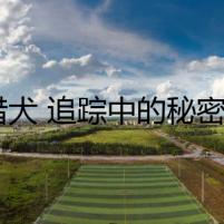 獵犬 追蹤中的秘密