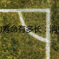 貓的壽命有多長(zhǎng)：消失的田園貓之謎