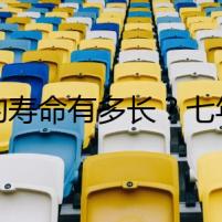貓的壽命有多長？七年的秘密