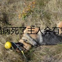 貓病死了主人會(huì)有災(zāi)
