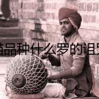 貓品種什么羅的詛咒