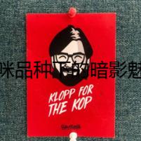 貓咪品種下的暗影魅影