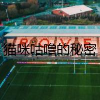 貓咪咕嚕的秘密