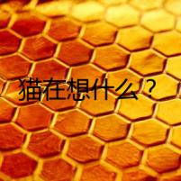 貓在想什么？