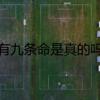 貓有九條命是真的嗎？