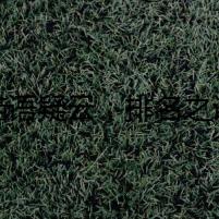 貓語疑云：排名之謎