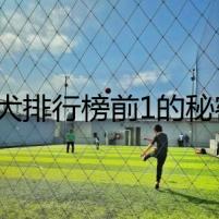 猛犬排行榜前1的秘密