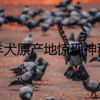 牧羊犬原產(chǎn)地驚現(xiàn)神秘事件：古老犬舍的幽靈