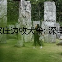 石家莊邊牧犬舍: 深埋的秘密