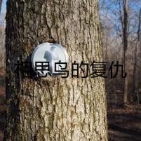相思鳥的復(fù)仇
