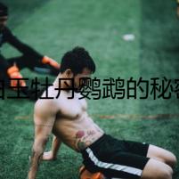 白玉牡丹鸚鵡的秘密