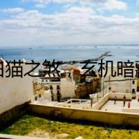 白貓之煞，玄機暗藏