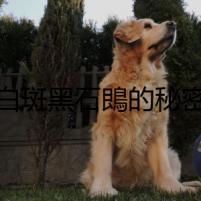 白斑黑石鵖的秘密