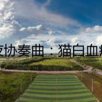 白夜協(xié)奏曲：貓白血病病例報告