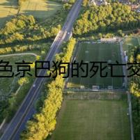 白色京巴狗的死亡交易