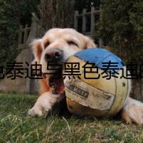 白色泰迪與黑色泰迪的愛情奇跡