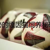 神秘的緬因貓飼養(yǎng)秘辛：血色的幽靈