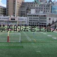 禁養(yǎng)的法老王獵犬